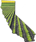 Beets in California